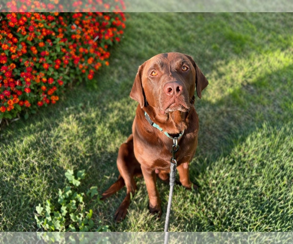Medium Photo #2 Labrador Retriever Puppy For Sale in Clovis, CA, USA