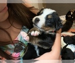 Small Photo #7 Bernese Mountain Dog Puppy For Sale in MC KINNEY, TX, USA