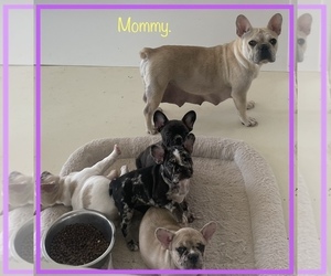 Mother of the French Bulldog puppies born on 04/10/2024