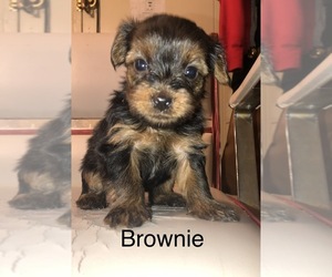 Yorkshire Terrier Puppy for sale in MANHATTAN, NY, USA