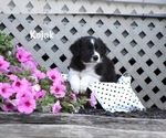 Small Photo #6 Border Collie Puppy For Sale in BLOOMINGTON, WI, USA