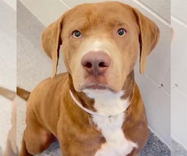 Medium Photo #2 Mutt Puppy For Sale in Houston, TX, USA