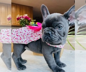 French Bulldog Puppy for sale in BOISE, ID, USA