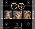 Puppy Cash AKC Poodle (Toy)