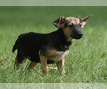 Small #1 Mutt