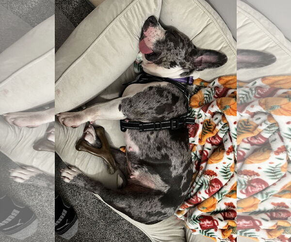 Medium Photo #8 American Pit Bull Terrier-Staffordshire Bull Terrier Mix Puppy For Sale in Princeton, MN, USA