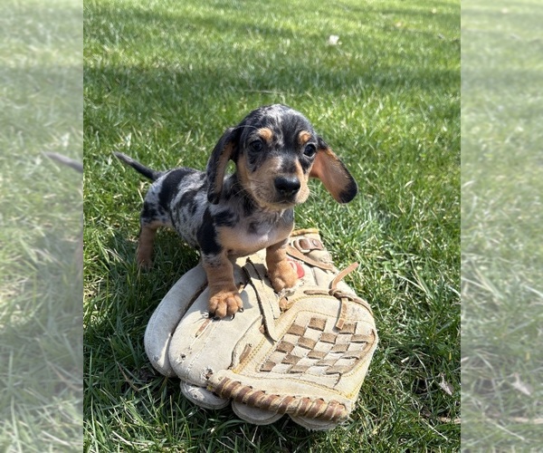 Medium Photo #2 Dachshund Puppy For Sale in MIDDLEBURY, IN, USA