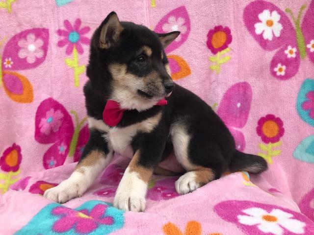 Medium Photo #7 Shiba Inu Puppy For Sale in ELDORA, PA, USA