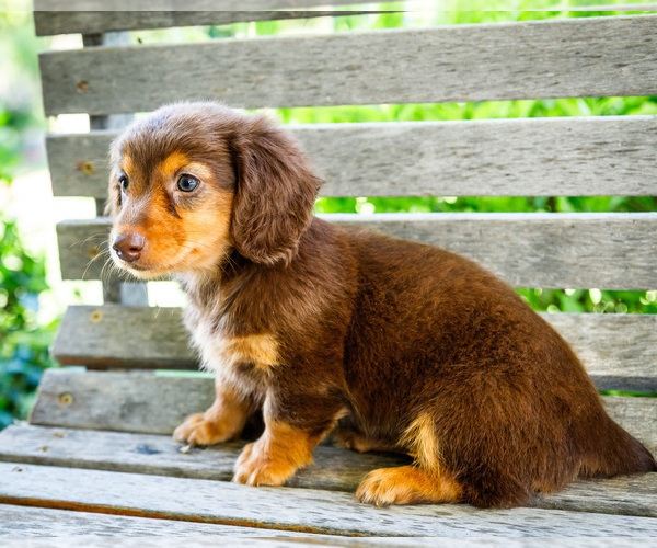 Medium Photo #4 Dachshund Puppy For Sale in WAKARUSA, IN, USA