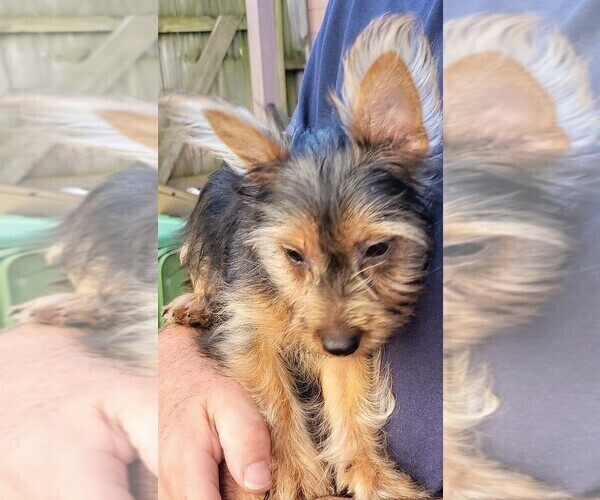 Medium Photo #3 Yorkshire Terrier Puppy For Sale in AKRON, OH, USA