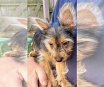 Small Photo #3 Yorkshire Terrier Puppy For Sale in AKRON, OH, USA