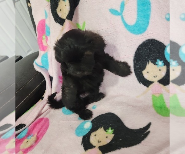 Medium Photo #2 Shorkie Tzu-Zuchon Mix Puppy For Sale in COWARD, SC, USA