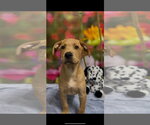Moose (NY-Kara) *Fixed* - Male Golden Labrador Dog for Adoption - Small photo