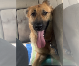 German Shepherd Dog-Unknown Mix Dogs for adoption in Decatur, GA, USA