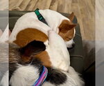 Small #6 Rat Terrier Mix