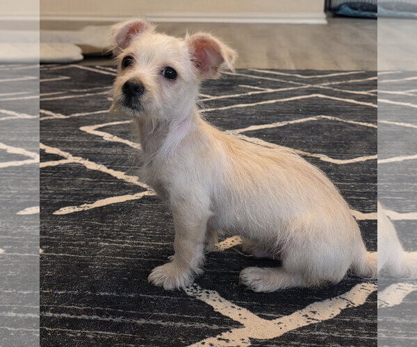 Medium Photo #3 Mutt Puppy For Sale in The Woodlands, TX, USA