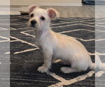 Small Photo #3 Mutt Puppy For Sale in The Woodlands, TX, USA