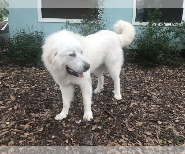 Medium Photo #1 Great Pyrenees Puppy For Sale in PLANT CITY, FL, USA
