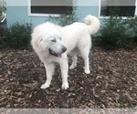 Small Photo #1 Great Pyrenees Puppy For Sale in PLANT CITY, FL, USA