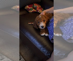 Small #3 Cavapoo