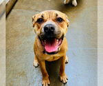 Small #1 Bull-Boxer