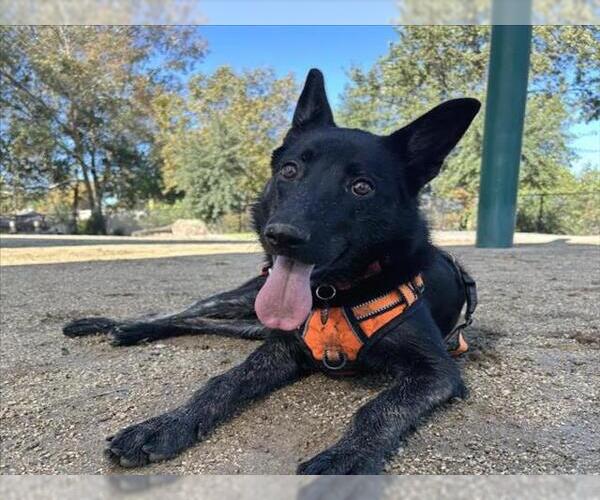Medium Photo #1 Holland Shepherd-Siberian Husky Mix Puppy For Sale in Martinez, CA, USA