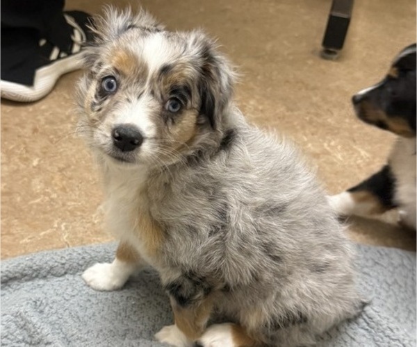 Medium Photo #32 Miniature Australian Shepherd Puppy For Sale in FORT MYERS, FL, USA