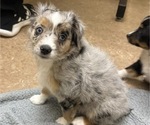Small #8 Miniature Australian Shepherd