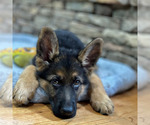 Small Photo #8 German Shepherd Dog Puppy For Sale in LENOIR, NC, USA