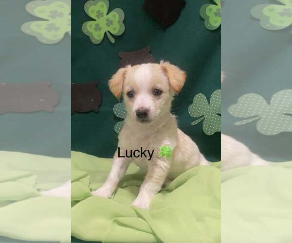 Medium Photo #1 Chihuahua-Unknown Mix Puppy For Sale in Turlock, CA, USA