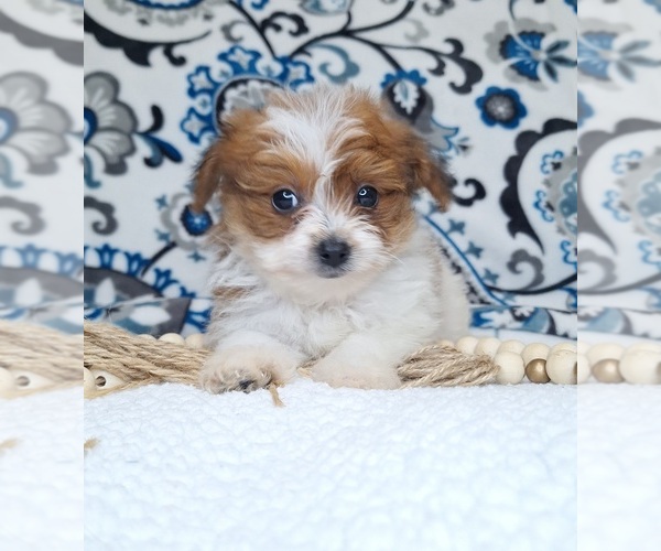 Medium Photo #2 Pomeranian-Poodle (Toy) Mix Puppy For Sale in LEWISBURG, KY, USA