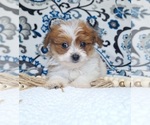 Small #1 Pomeranian-Poodle (Toy) Mix