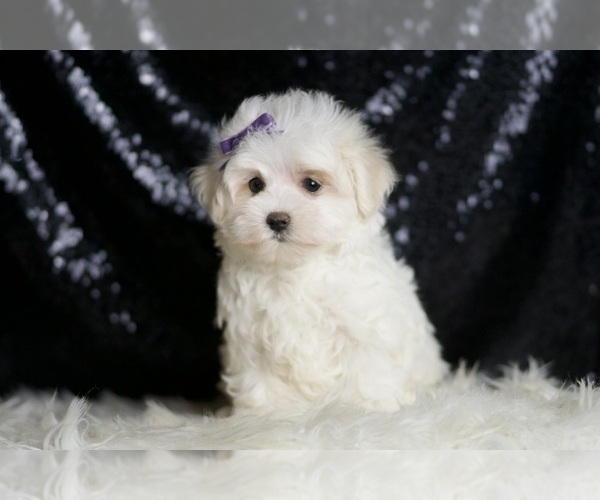 Medium Photo #4 Maltese Puppy For Sale in WARSAW, IN, USA