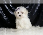 Small #3 Maltese