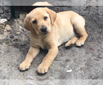 Small Photo #4 Labrador Retriever Puppy For Sale in TWIN FALLS, ID, USA