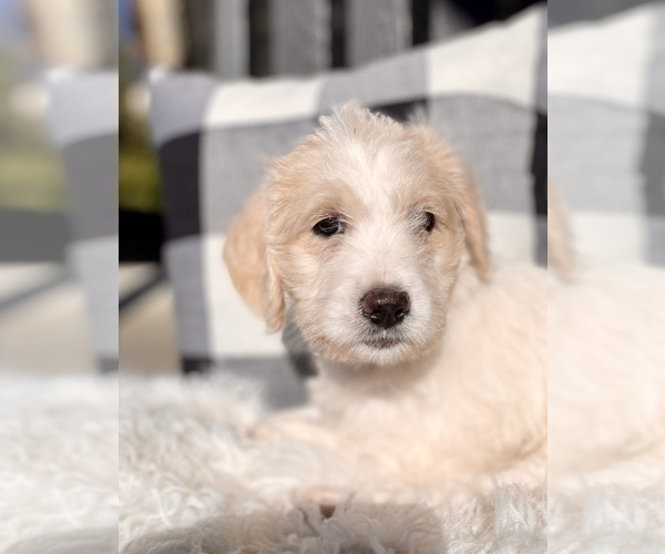 Medium Photo #2 Labradoodle Puppy For Sale in TAHLEQUAH, OK, USA