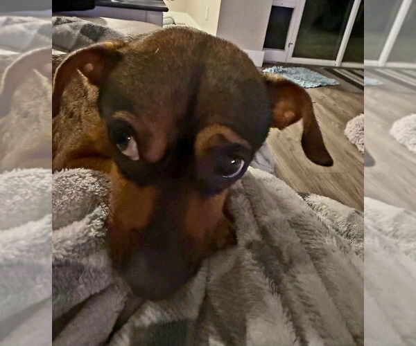 Medium Photo #2 Mutt Puppy For Sale in oakland, FL, USA