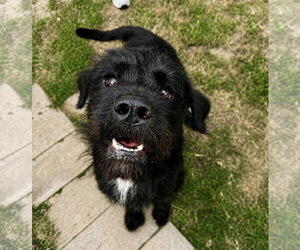 Mutt Dogs for adoption in Houston, TX, USA
