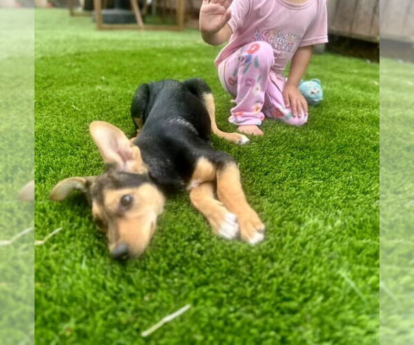 Medium Photo #5 Mutt Puppy For Sale in San Juan Capistrano, CA, USA