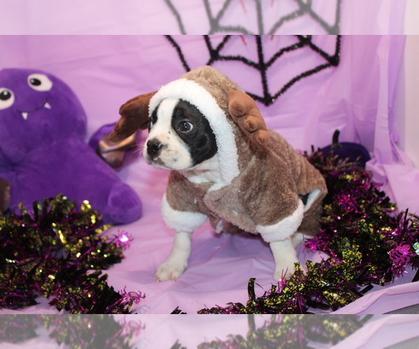 Medium Photo #2 Boston Terrier Puppy For Sale in BROOKSVILLE, FL, USA