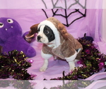 Nash - Male Boston Terrier Puppy for Sale - Photo #2
