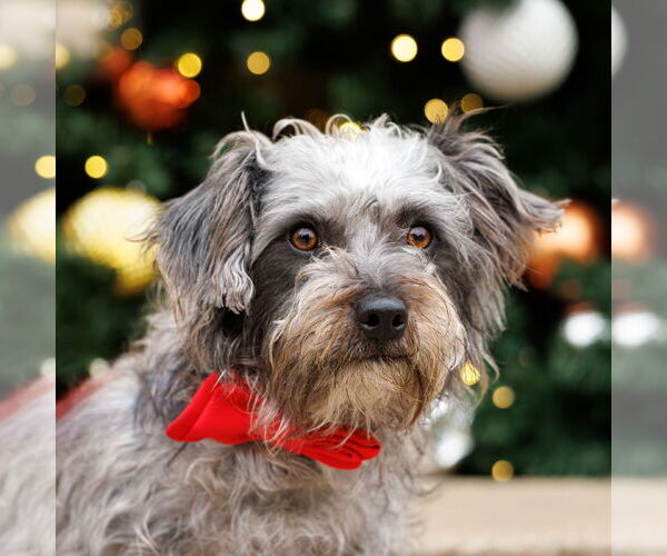 Medium Photo #2 Toxirn Puppy For Sale in McKinney, TX, USA