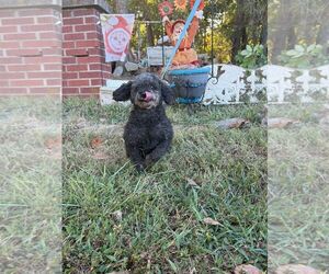 Poodle (Miniature) Dogs for adoption in HOPKINSVILLE/PRINCETON, KY, NH, USA