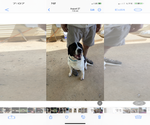 Small #5 Labrador Retriever-Treeing Walker Coonhound Mix