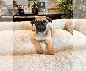 Pug Puppy for sale in GREENWOOD, IN, USA