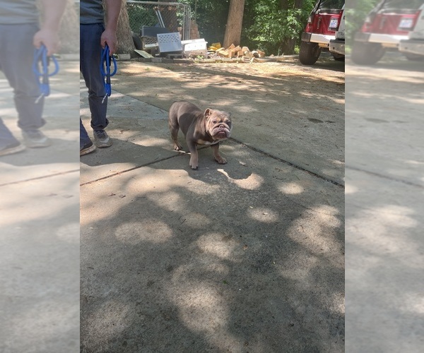 Medium Photo #2 English Bulldog Puppy For Sale in CLEVELAND, NC, USA