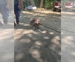 Small #1 English Bulldog