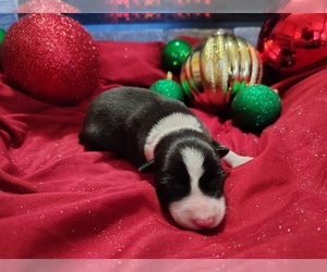 Border Collie Litter for sale in NORBORNE, MO, USA