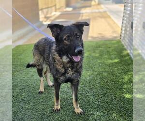 German Shepherd Dog-Unknown Mix Dogs for adoption in Las Vegas, NV, USA