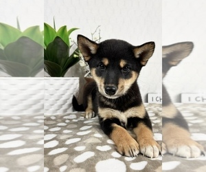 Shiba Inu Puppy for sale in INDIANAPOLIS, IN, USA